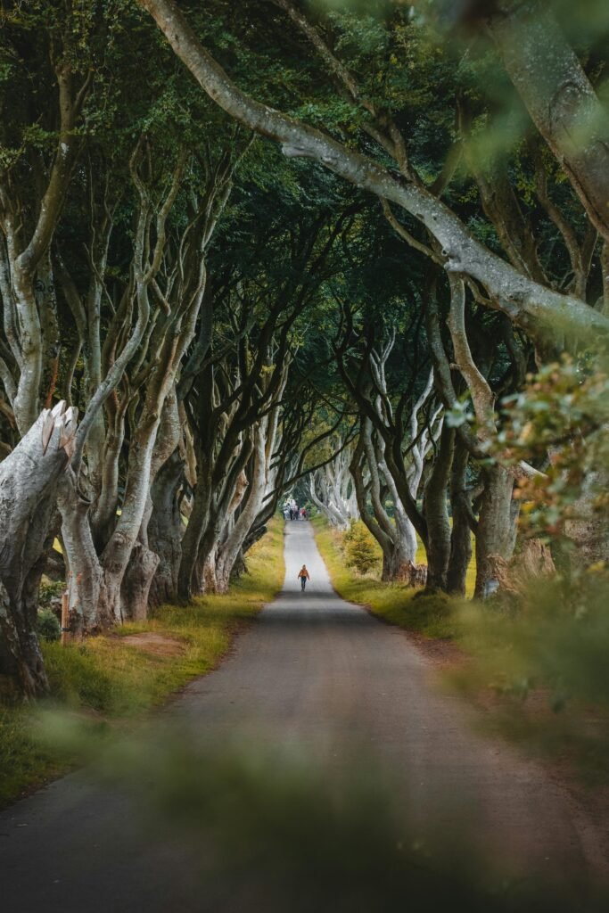 pexels-photo-29622472-29622472 A solitary figure walks under the iconic, twisted trees of the Dark Hedges in Northern Ireland.